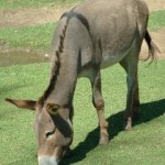 Donkey emblazoned with a crucifix